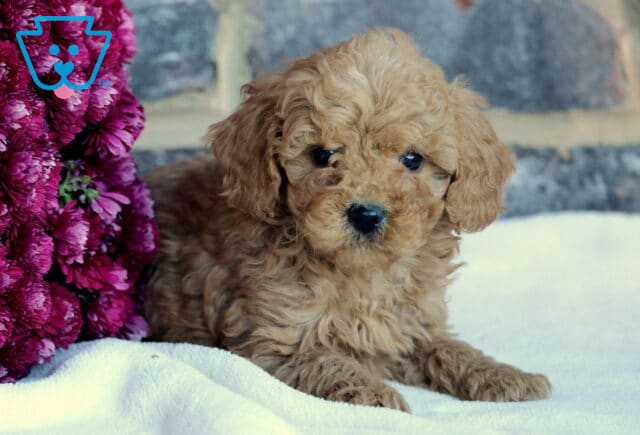 Bingo Toy Goldendoodle2 image