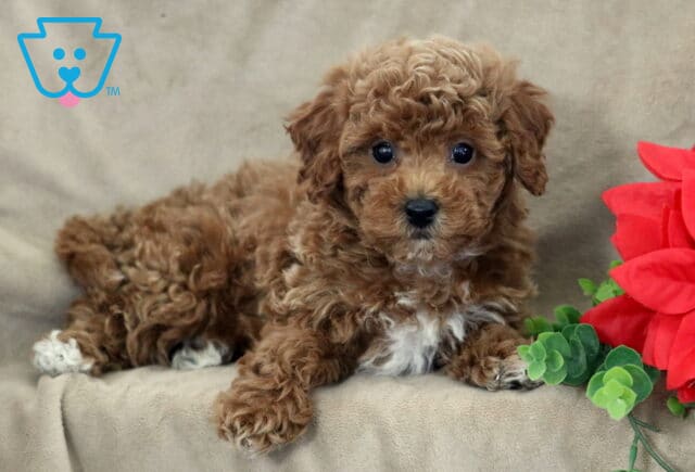 Curly dark-apricot Bichpoo puppy lying on a beige blanket with a white chest patch and tiny white toes, posed beside green foliage and a bright red poinsettia. image