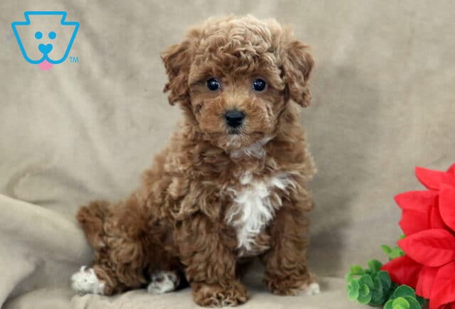 Curly dark-apricot Bichpoo puppy sitting on a beige blanket with a fluffy white chest patch and tiny white paws, posed beside green foliage and a bright red poinsettia. image