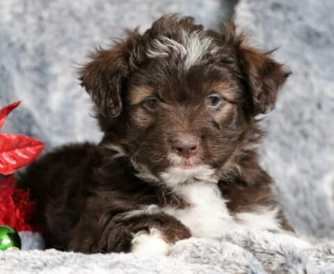 Biscuit Mini Aussiedoodle