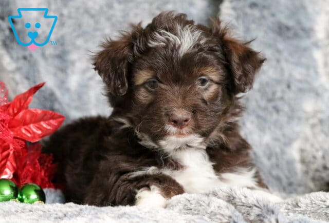 Biscuit Mini Aussiedoodle image