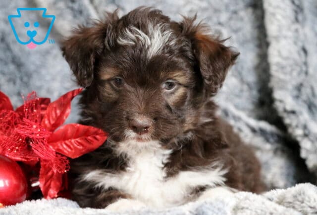 Biscuit Mini Aussiedoodle2 image