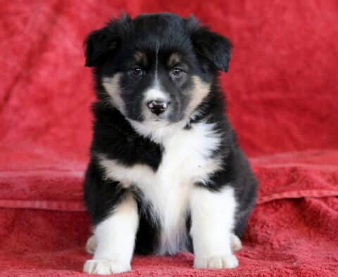 Biscuit Mini Australian Shepherd