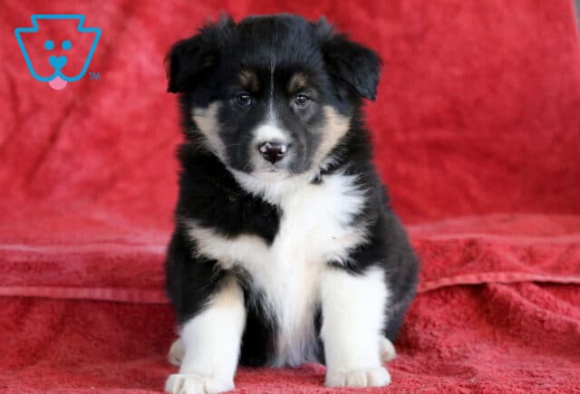 Biscuit Mini Australian Shepherd image