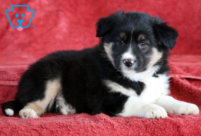 Biscuit Mini Australian Shepherd2 image