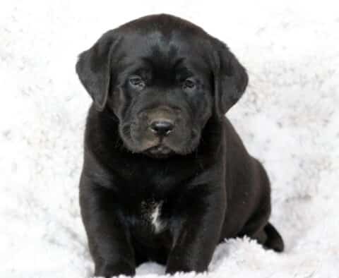 Chubby black Labrador Retriever puppy sitting on a white fuzzy blanket with a small white patch on its chest, giving a sweet, sleepy look.