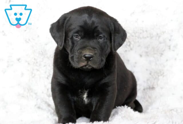 Chubby black Labrador Retriever puppy sitting on a white fuzzy blanket with a small white patch on its chest, giving a sweet, sleepy look. image