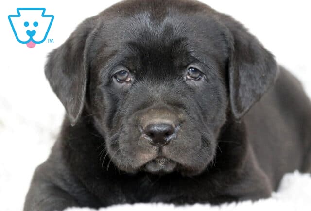 Close-up of a black Labrador Retriever puppy lying on a white fluffy blanket, gazing softly with gentle, expressive eyes. image