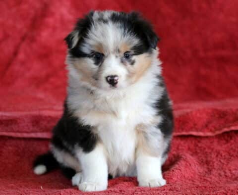 Blossom Mini Australian Shepherd