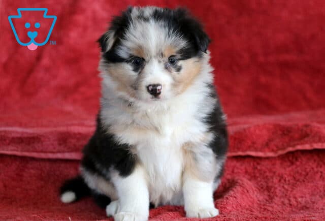 Blossom Mini Australian Shepherd image