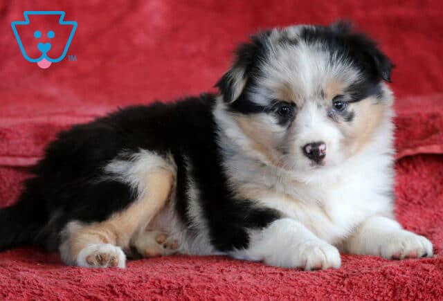 Blossom Mini Australian Shepherd2 image