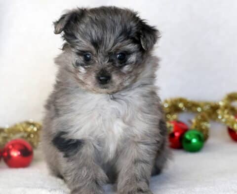 Fluffy blue-merle Pomapoo puppy sitting on a white blanket with a mix of gray, black, and white fur, looking gently at the camera. Christmas ornaments and gold garland are scattered in the background.