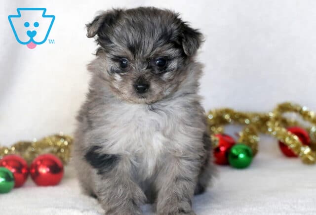 Fluffy blue-merle Pomapoo puppy sitting on a white blanket with a mix of gray, black, and white fur, looking gently at the camera. Christmas ornaments and gold garland are scattered in the background. image