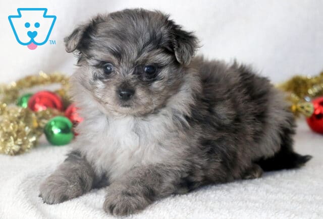 Adorable merle Pomapoo puppy lying on a white blanket, showing a mix of gray and black fluffy fur, looking sweetly at the camera with festive red and green ornaments behind. image