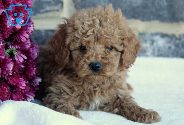 Blu Toy GOldendodole image