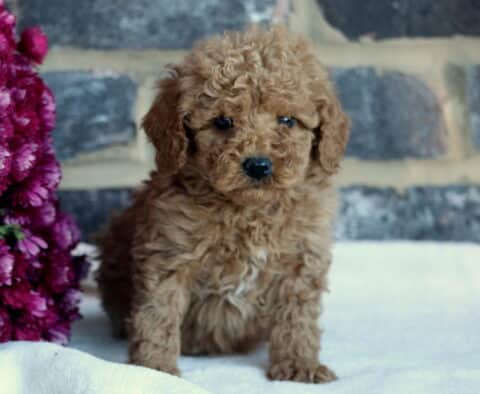 Blu Toy GOldendodole2