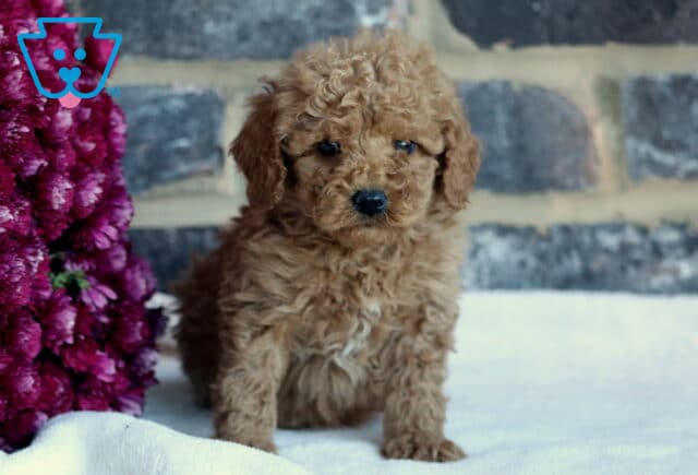 Blu Toy GOldendodole2 image