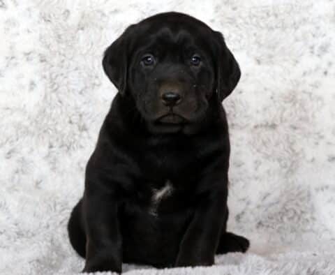 Black Labrador Retriever puppy sitting on a soft white blanket, showing a small white patch on its chest and gazing calmly at the camera.