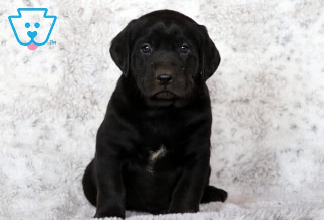 Black Labrador Retriever puppy sitting on a soft white blanket, showing a small white patch on its chest and gazing calmly at the camera. image