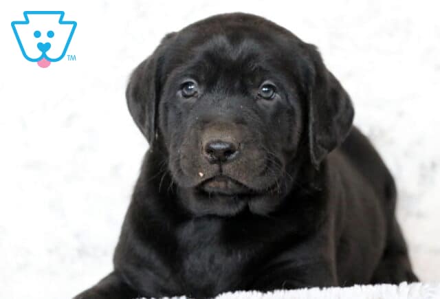 Cute black Labrador Retriever puppy resting on a soft white blanket, looking up with gentle eyes and a tiny crumb on its nose. image