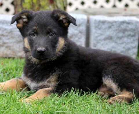 Boss German Shepherd