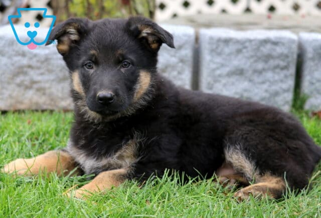 Black and tan German Shepherd puppy relaxing on green grass with slightly floppy ears, looking forward with a calm expression near gray stone blocks. image