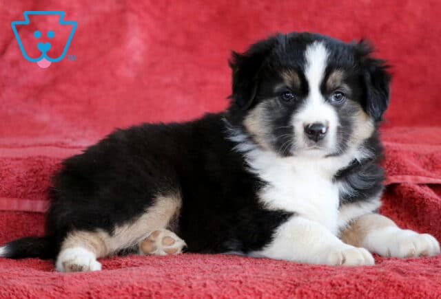 Boston Mini Australian Shepherd image