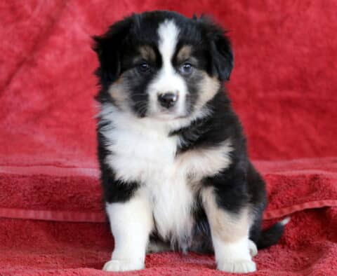 Boston Mini Australian Shepherd2