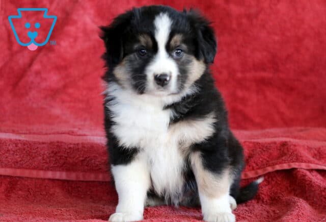 Boston Mini Australian Shepherd2 image
