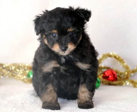 Adorable black and tan Pomapoo puppy sitting on a white blanket surrounded by festive gold tinsel and Christmas ornaments.