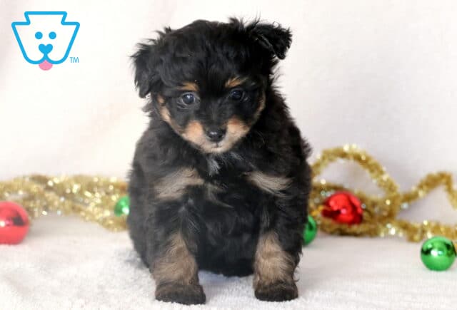 Adorable black and tan Pomapoo puppy sitting on a white blanket surrounded by festive gold tinsel and Christmas ornaments. image