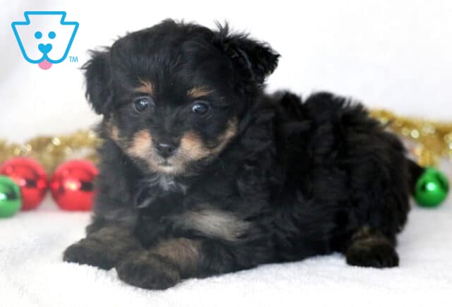 Black and tan Pomapoo puppy resting on a white blanket with soft curls, tan eyebrows and cheeks, and red and green Christmas ornaments in the background. image