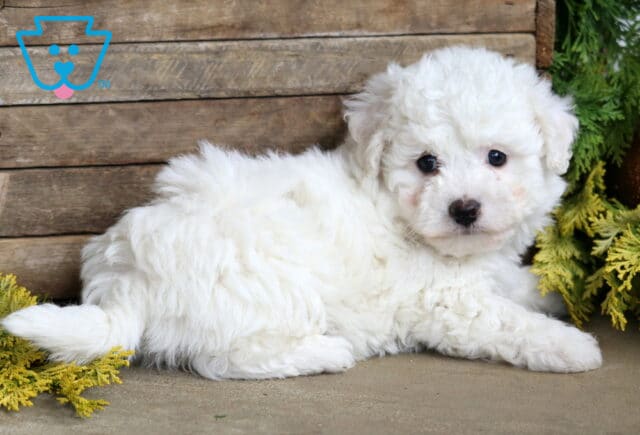 Breeze Bandit2 image