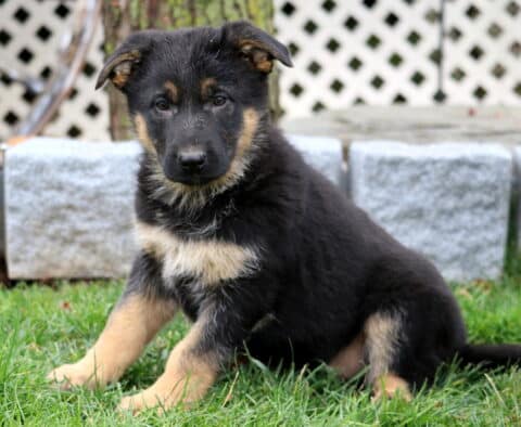 Breeze German Shepherd