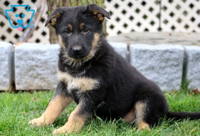 Breeze German Shepherd image