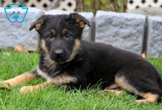 Breeze German Shepherd2 image