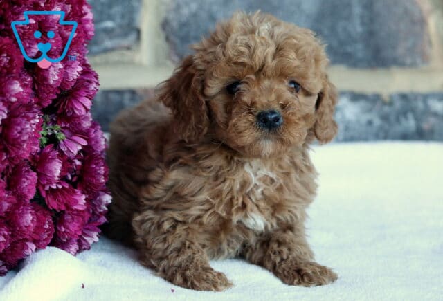 Breeze Toy Goldendoodle image