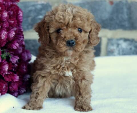 Breeze Toy Goldendoodle2