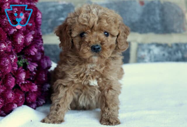 Breeze Toy Goldendoodle2 image