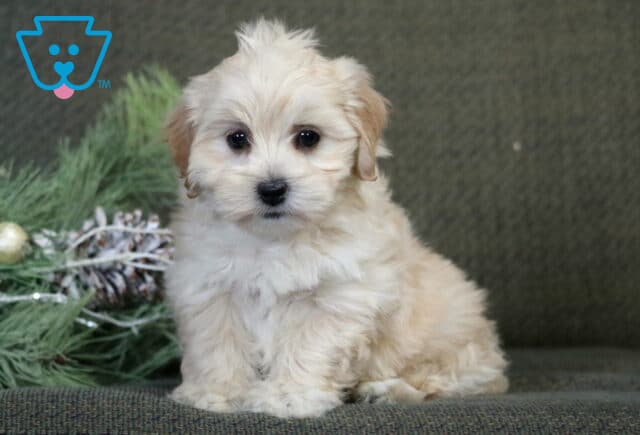 Brianna Poodle Mix image