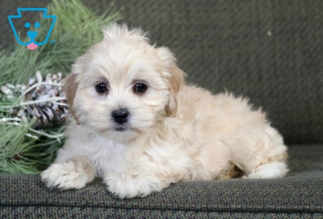 Brianna Poodle Mix2 image