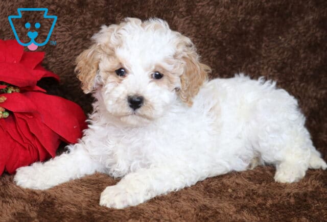 Brittany Mini Poodle image