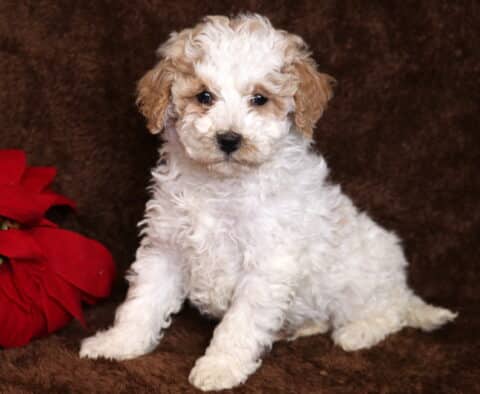 Brittany Mini Poodle2