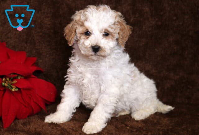 Brittany Mini Poodle2 image