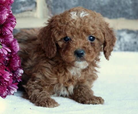 Brittany Toy GOldendoodle