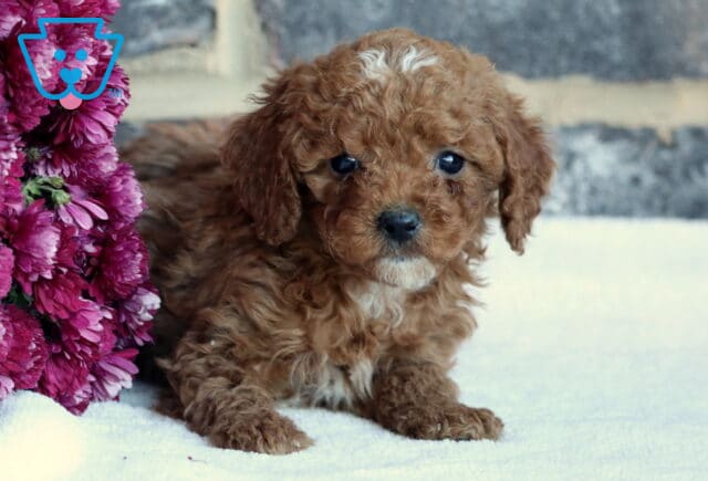 Brittany Toy GOldendoodle image