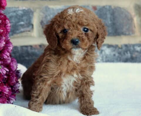 Brittany Toy GOldendoodle2