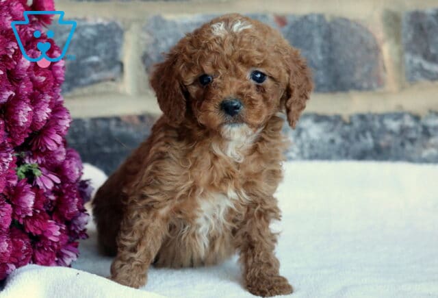 Brittany Toy GOldendoodle2 image
