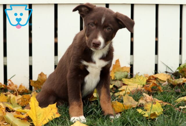 Brownie Border image