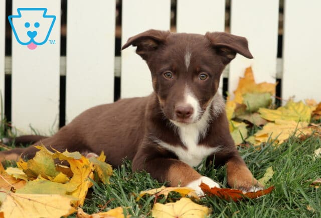 Brownie Border2 image